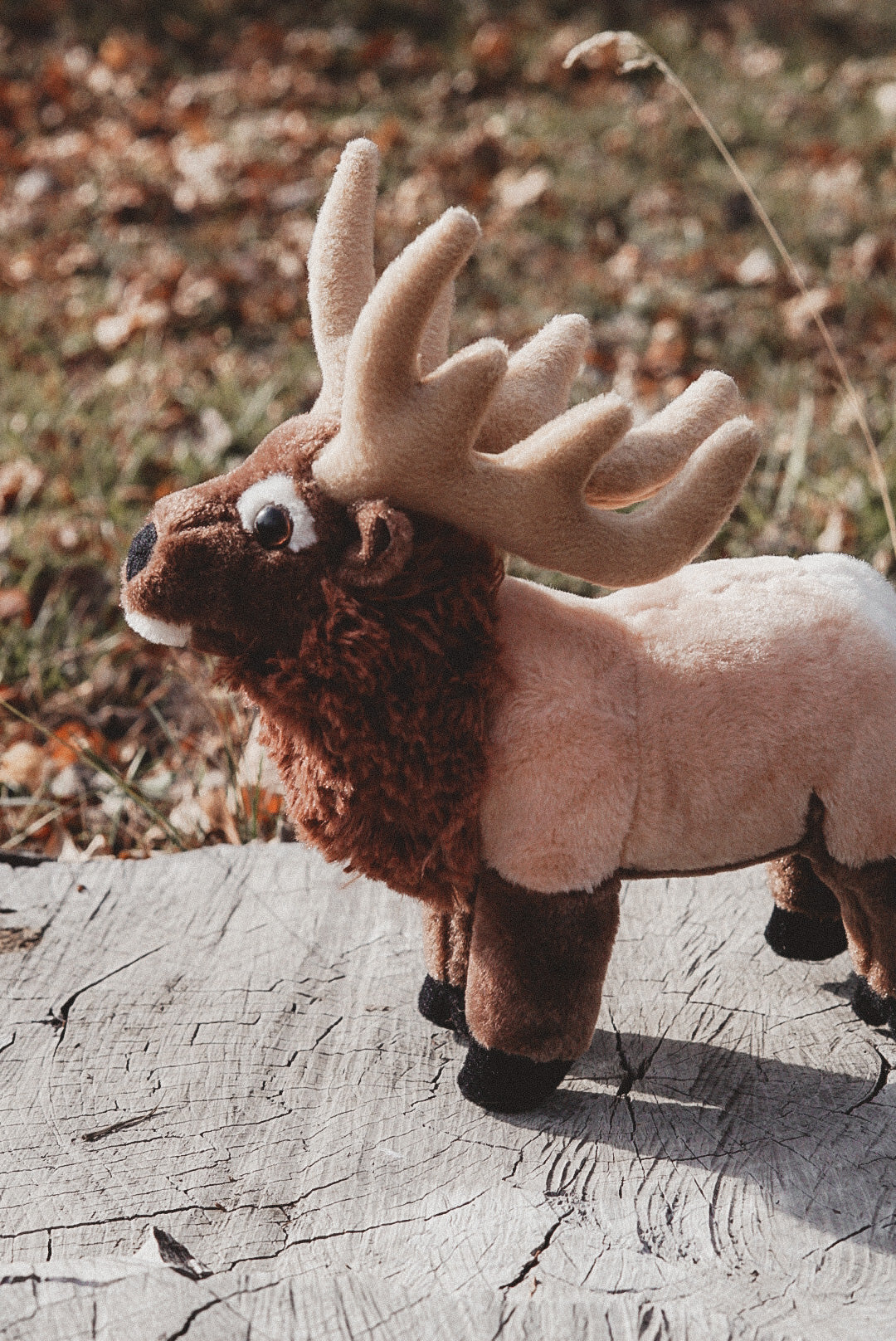 Rocky the Bull Elk