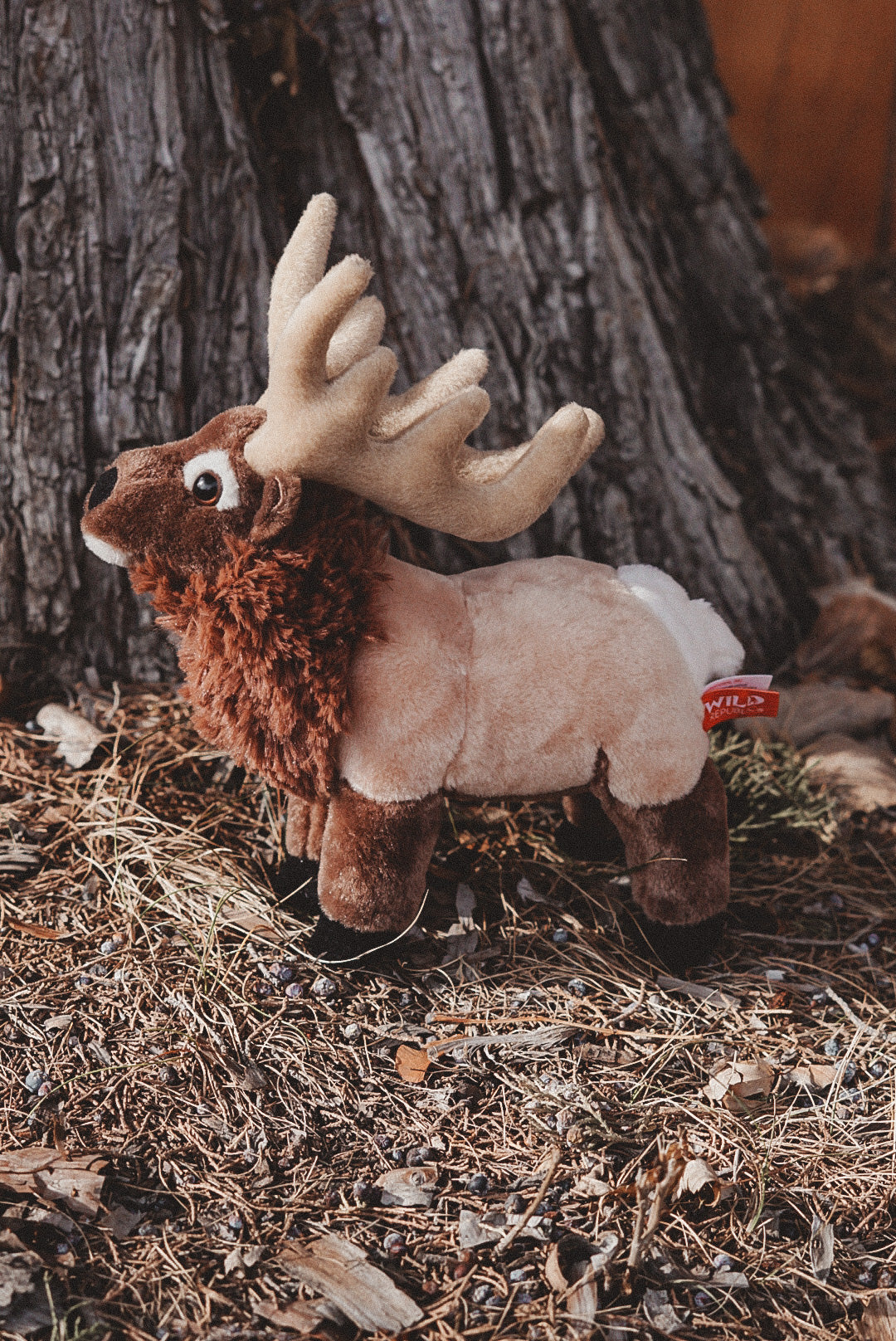 Rocky the Bull Elk