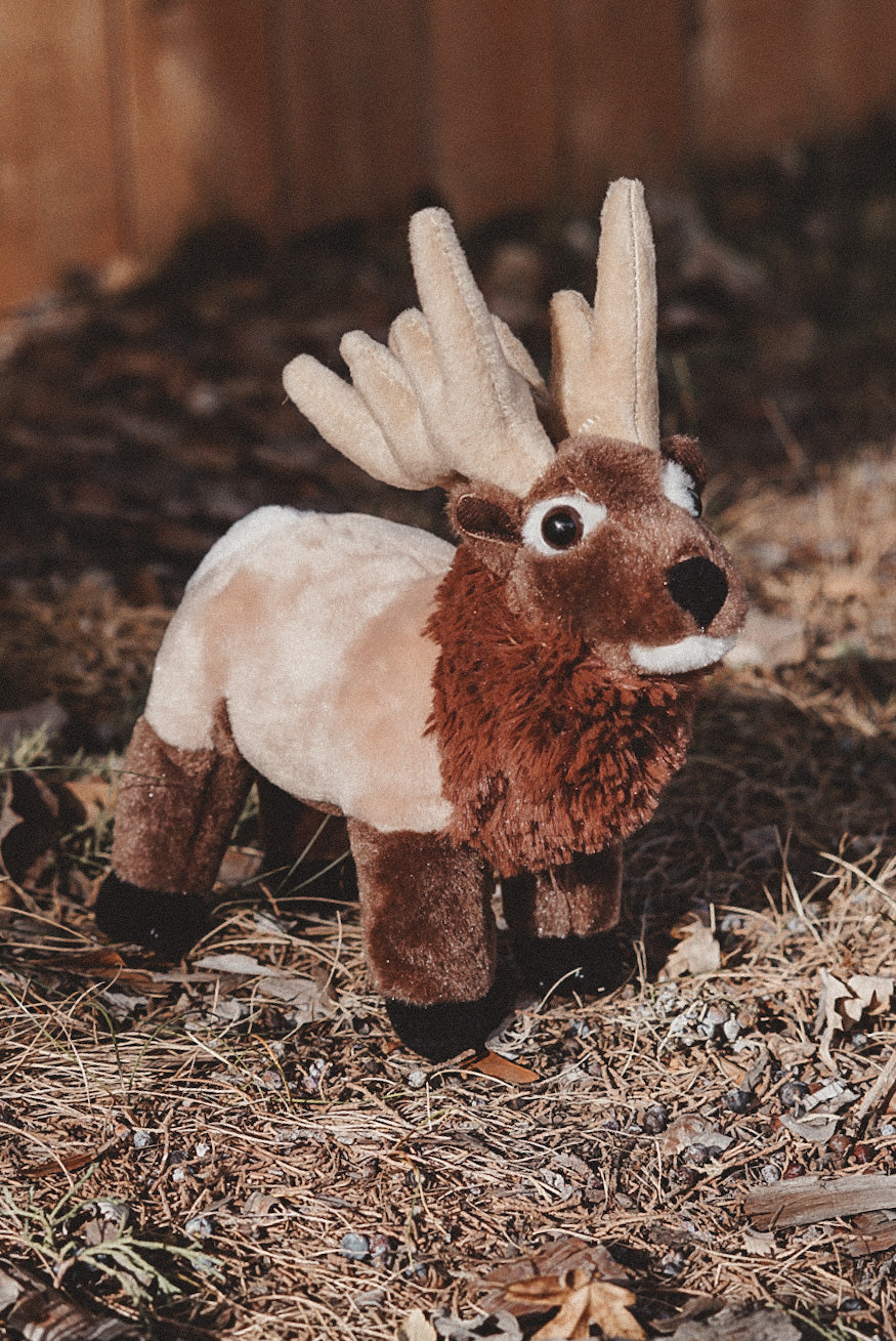 Rocky the Bull Elk