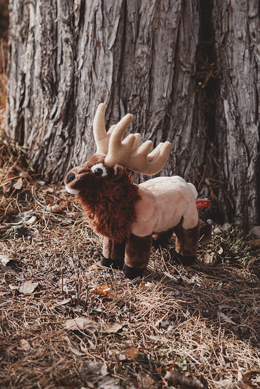 Rocky the Bull Elk
