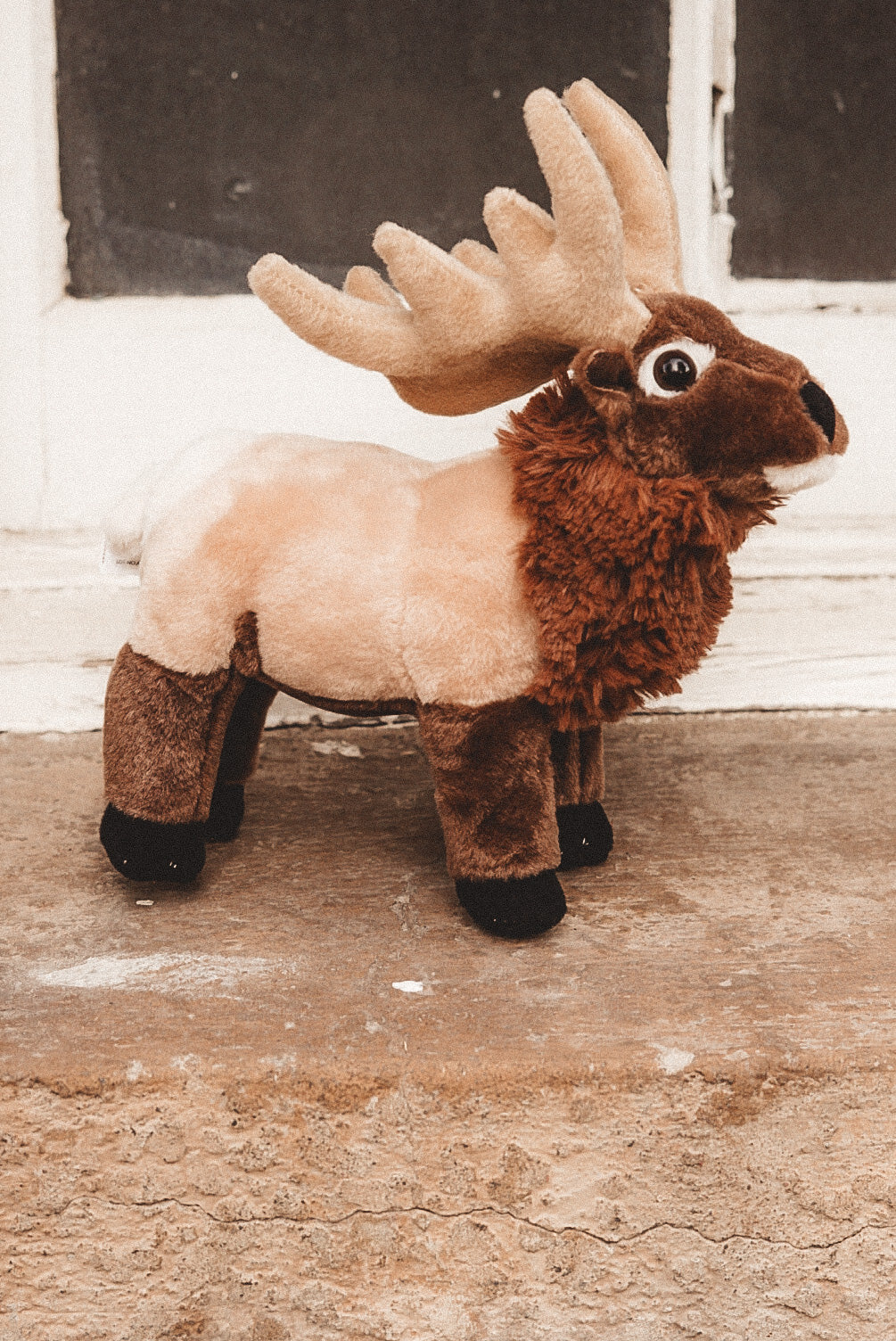 Rocky the Bull Elk